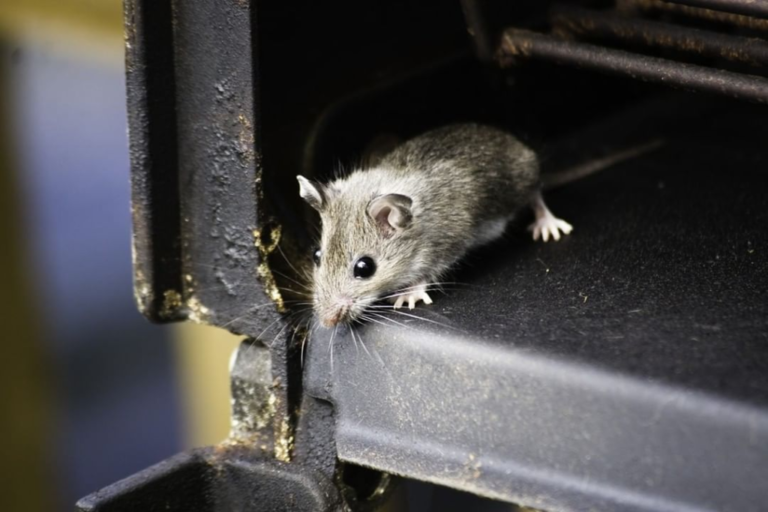 How To Keep Mice Out Of The Grill